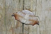 Laspeyria flexula