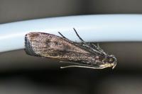 Salebriopsis albicilla