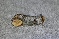 Phalera bucephala