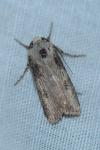Agrotis puta