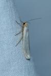 Indalia uniola