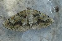 Cleorodes lichenaria