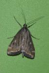 Loxostege sticticalis
