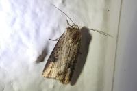 Axylia putris