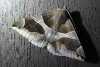 Dysgonia algira