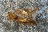 Chrysodeixis chalcites