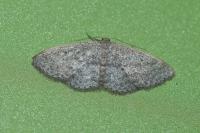Scopula minorata