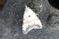 Nola infantula