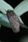 Spodoptera exigua