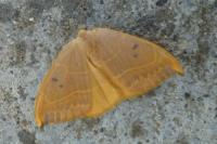 Watsonalla binaria