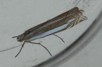 Crambus pascuella