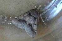 Stemmatophora brunnealis