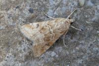 Hellula undalis