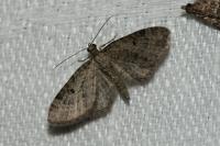 Eupithecia
