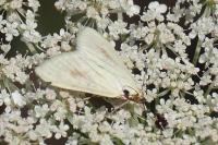 Sitochroa palealis