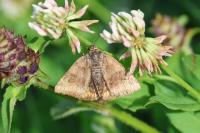 Euclidia glyphica