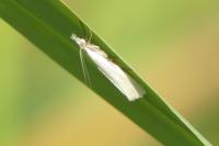 Crambus perlellus