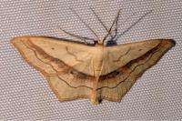 Scopula imitaria