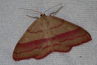 Rhodostrophia vibicaria