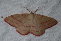 Rhodostrophia vibicaria