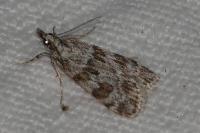 Scoparia