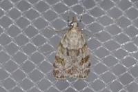 Scoparia