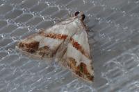 Eublemma candidana