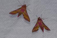 Deilephila porcellus