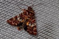 Anarta myrtilli