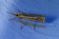 Ancylolomia tentaculella