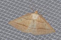 Petrophora chlorosata