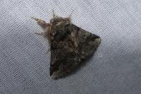 Thaumetopoea processionea