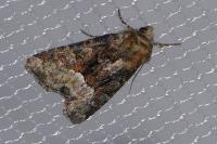 Oligia