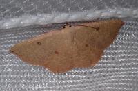 Cyclophora puppillaria