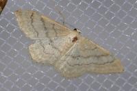 Idaea deversaria