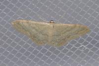 Idaea deversaria