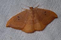 Watsonalla binaria