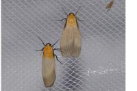 Lithosia quadra
