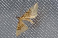 Gandaritis pyraliata