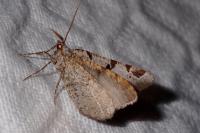Macaria wauaria