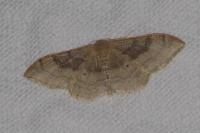 Idaea degeneraria