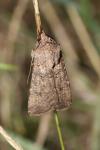 Agrotis segetum