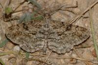 Peribatodes rhomboidaria rhomboidaria