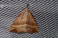 Hypena proboscidalis