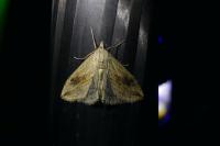 Evergestis forficalis