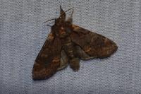 Notodonta dromedarius