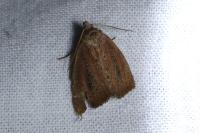 Coenobia rufa