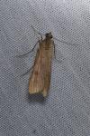 Nomophila noctuella