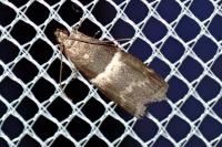 Elegia similella/atrifasciella