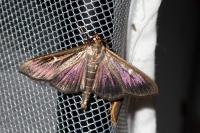 Cydalima perspectalis